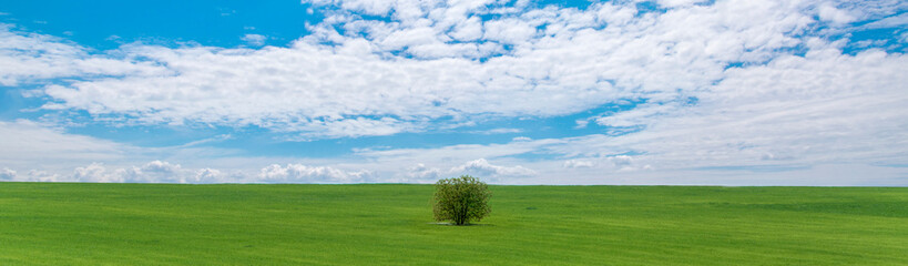 Summer landscape. Beautiful sky with clouds and lonely tree in the field, banner