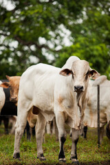 Naklejka na ściany i meble Cows in a rural paddock on straw with eucalyptus inside a farm in Brazil.