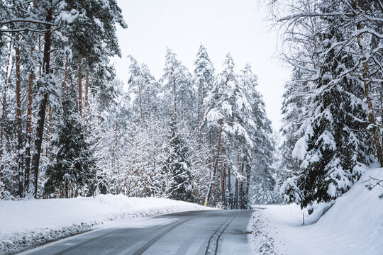 Empty road in snowy winter forest. Tall fir trees landscape. Picturesque view of snow-capped spruces on frosty day. Photo wallpaper. Fabulous nature image. Happy New Year. Beauty of earth. Horizontal.