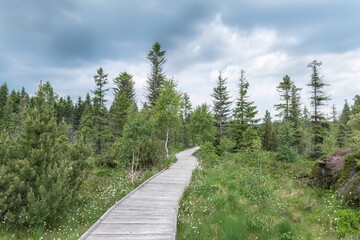 Ecological hiking wooden footpath through the peat bog
