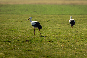 Obraz na płótnie Canvas Two storks run across the green meadow