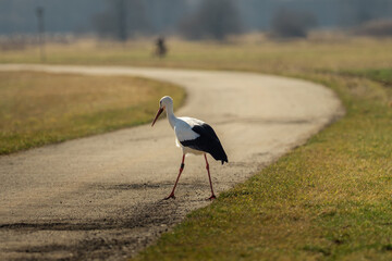 A stork runs across the street