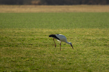 One stork run across the green meadow