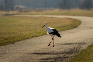 A stork runs across the street