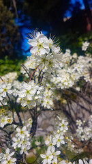 Nice white flowers in the field