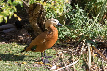 Gargantillo duck (Anas bahamensis)