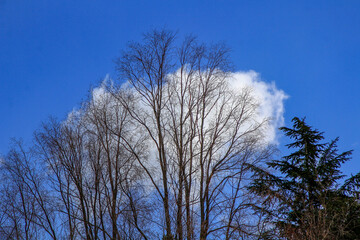 Dry tree in the field with blue sky and clouds background