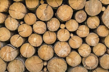 Wooden trunks or logs of trees cut and stacked on the ground