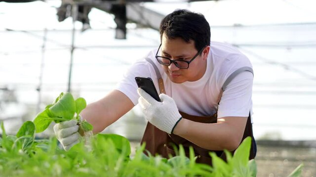 Asian farmer taking photo to record and check quality of hydroponic vegetables in a hydroponic farm. Working as a farmer. healthy food. Good food and good life concept. Organic vegetables