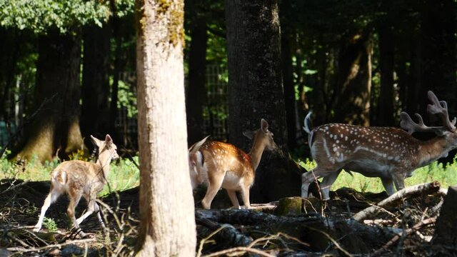 Fallow deer in natural environment. Vision Park in Auberive region, France. Slow motion