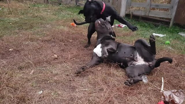 Adult female Cane Corso breed, mother and daughter fooling around in the garden