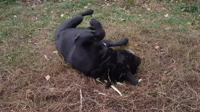 An adult huge male Cane Corso is gnawing a stick and fooling around, turning over on the grass