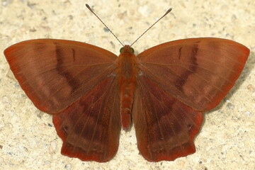 Plakat butterfly on a stone Rohana