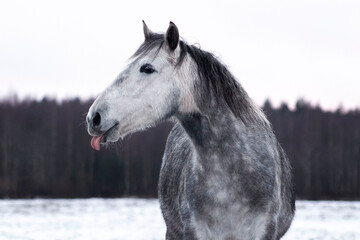 Fototapeta na wymiar Grey andalusian horse sticking a tongue out in the winter paddock. Animal portrait.