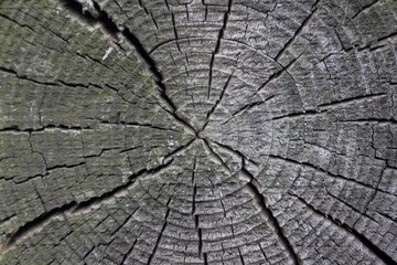 Old dry gray cracked log wood trunk in cut with annual rings background texture