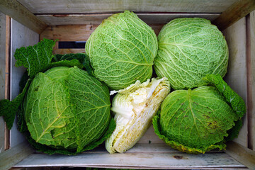 Organic green Savoy cabbage chou pomme at a French farmers market