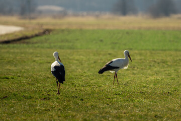 Two storks run across the green meadow