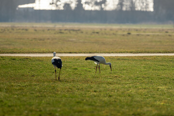 Two storks run across the green meadow