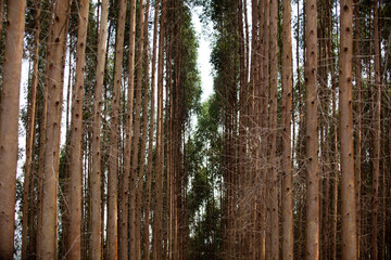 Eucalyptus Forest. Eucalyptus planting for cutting in Brazil