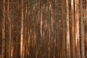 Eucalyptus Forest. Eucalyptus planting for cutting in Brazil