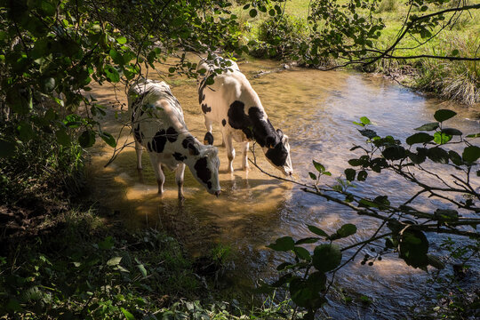 vache Prim’Holstein à l'ombre des feuilles dans un cours d'eau