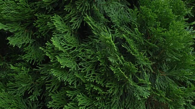 Branches of deep green cypress grow in large size in the wind.