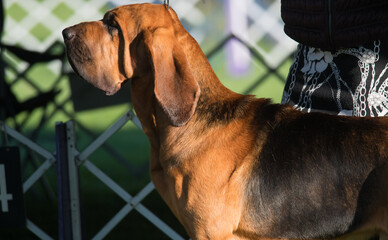 Bloodhound standing up at dog show - obrazy, fototapety, plakaty