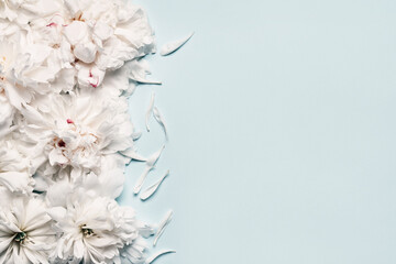 White peonies and petals on blue background. Beauty floral background. Festive flowers