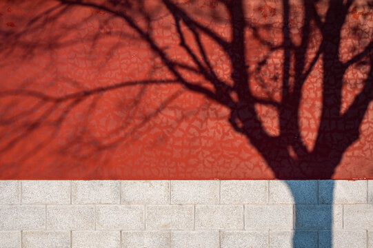 The sun cast the shadow of the tree on the red wall, a temple in good weather.