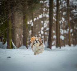 shih tzu dog in winter in the snow in the forest
