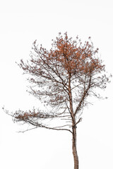 A red dying conifer on a white background