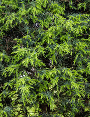 Foliage texture of Common juniper against blurred green background. Blurred background. Close-up of needles on branches of juniper. Selective focus. Nature concept for spring design.