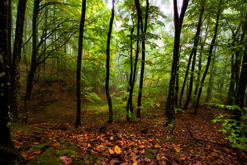 View inside of the foggy forest on the trees. Scenic foggy landscape