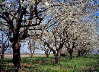 flowering fruit tree in the orchard
