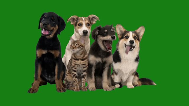 group of pets on green background