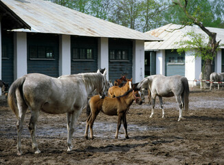Fototapeta na wymiar Horses in the Janow Podlaski Stud - May, 2010, Poland