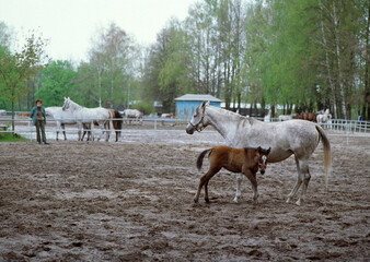 Horses in the Janow Podlaski Stud - May, 2010, Poland