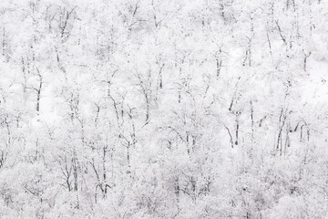 snowy winter forest woods background. monochrome black and white gamma pattern