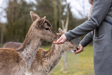 Deers being hand fed