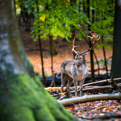 Buck staring in Autumn forest