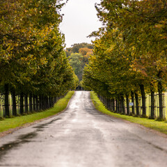 Autumn avenue