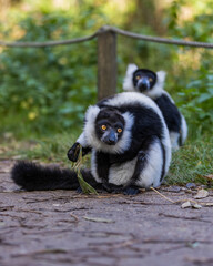 Black-and-white ruffed lemur