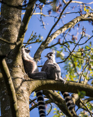 Ring-tailed lemur sunbathing in tree