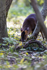 Reeves's muntjac eating