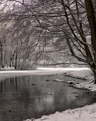 Winter in a danish forest