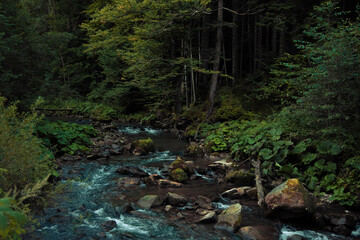 Fototapeta premium atmospheric forest nature landscape with highland river