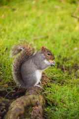 Naklejka na ściany i meble A grey squirrel nibbles on a nut in a park in London, UK