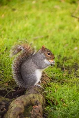 Foto op Canvas A grey squirrel nibbles on a nut in a park in London, UK © VV Shots