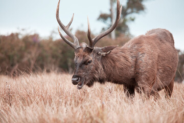 Naklejka na ściany i meble Elk on Sri Lanka