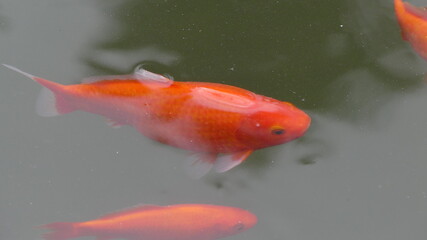 Goldfisch im Teich